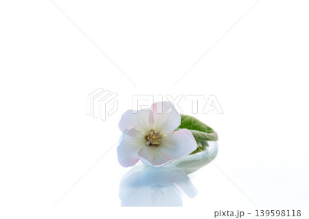 Spring quince blossom composition isolated over white background Spring quince blossom composition isolated over white background 139598118