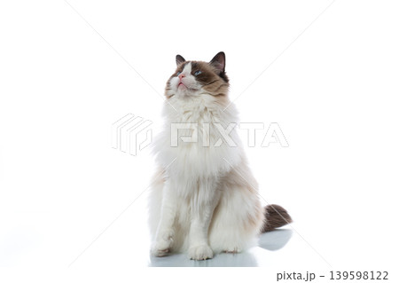 Pedigree Ragdoll cat with soft luxurious fur 139598122