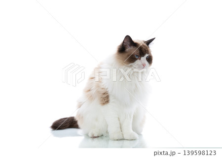 Majestic fluffy Ragdoll cat portrait in studio Majestic fluffy Ragdoll cat portrait in studio 139598123