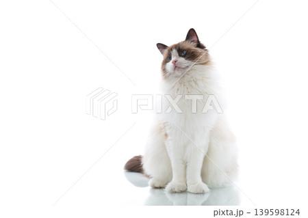 Elegant domestic Ragdoll cat with luxurious coat Elegant domestic Ragdoll cat with luxurious coat 139598124