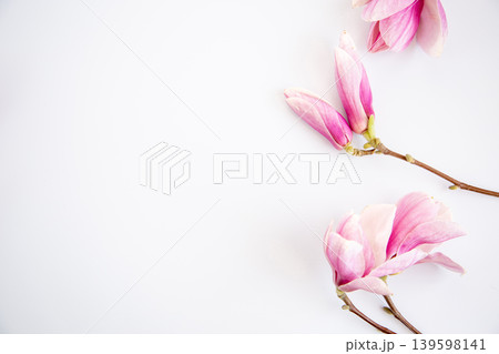 elegant pink magnolia flowers composition on bright white background elegant pink magnolia flowers composition on bright white background 139598141