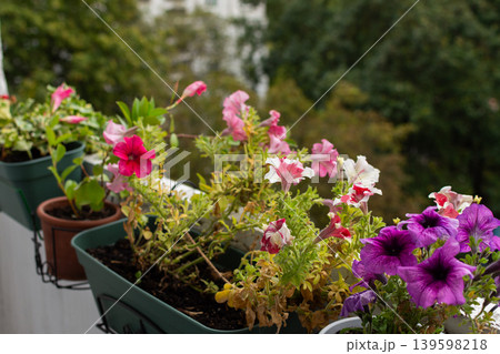 Flowers are wilting on a balcony in an apartment as autumn sets in. Nearby, caviar and eggplant are prepared for winter canning while the surrounding trees fade in color Flowers are wilting on a balcony in an apartment as autumn sets in. Nearby, caviar and eggplant are prepared for winter canning while the surrounding trees fade in color 139598218