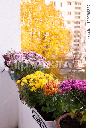 A balcony in a city showcases vibrant autumn flowers in pots. Bright yellow, pink, and purple blooms contrast with a backdrop of yellow leaves. The urban setting adds charm to the scene 139598227