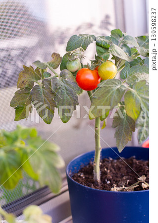 People plant and care for tomato plants on a balcony in the city. The small pots show green and red tomatoes ready to be picked during the growing season People plant and care for tomato plants on a balcony in the city. The small pots show green and red tomatoes ready to be picked during the growing season 139598237