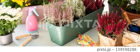 Planting chrysanthemums, heather, and other fall flowers in pots adds natural beauty and color to your balcony or terrace, enhancing your outdoor decor for the season, banner 139598286