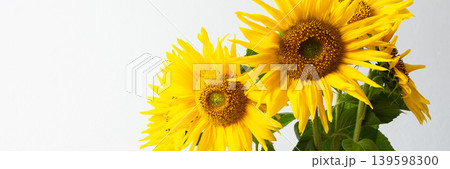 Bright sunflowers arranged in a brown clay vase are placed against a plain white background. The flowers display their yellow petals and green leaves, banner 139598300
