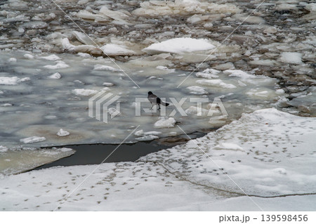 Hooded Crows Foraging On Icy River Floe In Winter Landscape, Cold Wildlife Scene Hooded Crows Foraging On Icy River Floe In Winter Landscape, Cold Wildlife Scene 139598456