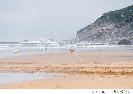 Dogs enjoying freedom on Vega Beach, Asturias 139598777