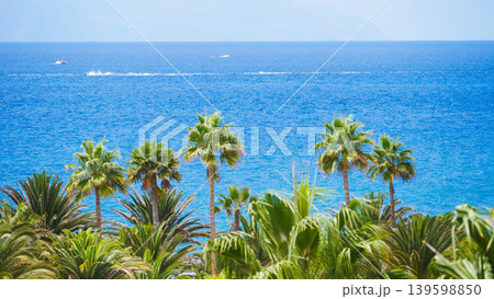Tropical Palm Trees and Blue Ocean Paradise Coastline Panorama on Tenerife 139598850