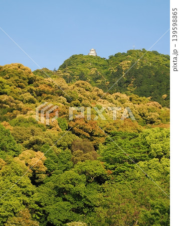 ツブラジイの咲く金華山と岐阜城 ツブラジイの咲く金華山と岐阜城 139598865