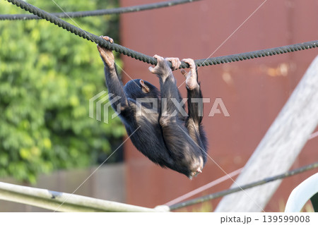 A chimpanzee playing on a rope in the outdoors on a sunny day A chimpanzee playing on a rope in the outdoors on a sunny day 139599008