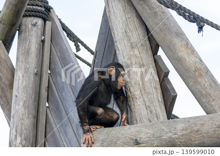 A chimpanzee sitting on a wooden pole in the outdoors A chimpanzee sitting on a wooden pole in the outdoors 139599010