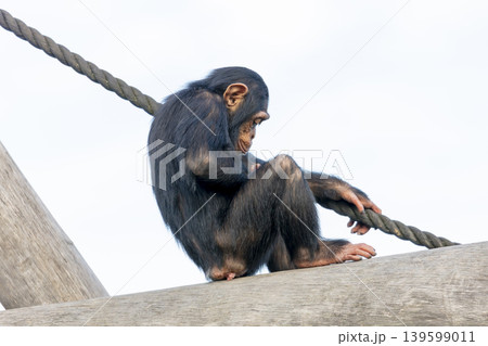 A chimpanzee sitting on a wooden pole in the outdoors A chimpanzee sitting on a wooden pole in the outdoors 139599011