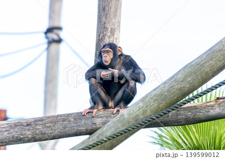 A chimpanzee sitting on a wooden pole in the outdoors 139599012