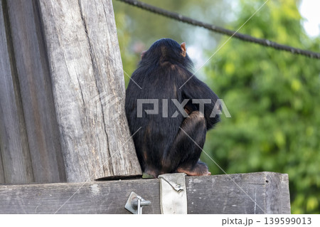 A chimpanzee sitting on a wooden pole in the outdoors A chimpanzee sitting on a wooden pole in the outdoors 139599013