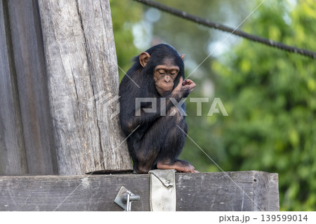 A chimpanzee sitting on a wooden pole in the outdoors A chimpanzee sitting on a wooden pole in the outdoors 139599014