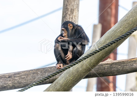 A chimpanzee sitting while eating food on a wooden pole in the outdoors A chimpanzee sitting while eating food on a wooden pole in the outdoors 139599016