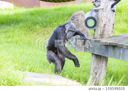 A chimpanzee standing near a wooden outdoor platform on a sunny day A chimpanzee standing near a wooden outdoor platform on a sunny day 139599020