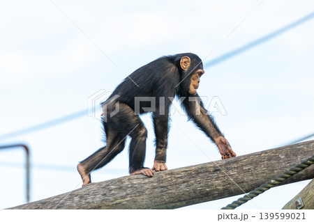 A chimpanzee walking along a wooden pole in the outdoors in the sunshine A chimpanzee walking along a wooden pole in the outdoors in the sunshine 139599021