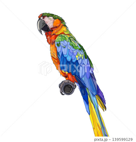 Multicolored parrot on a white background Multicolored parrot on a white background 139599129