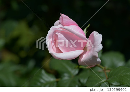ナエマ　バラの花 139599402