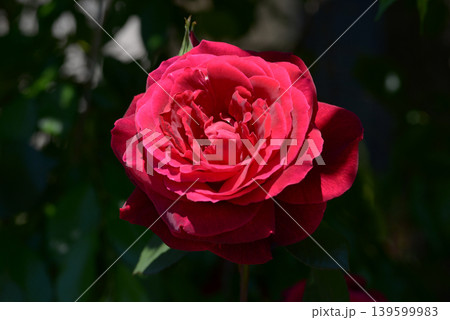 ライデンシャフト バラの花 ライデンシャフト バラの花 139599983