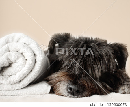 Black dog sleeps, cute dog sleeps on a white sofa, bed linen, white towel Black dog sleeps, cute dog sleeps on a white sofa, bed linen, white towel 139600078