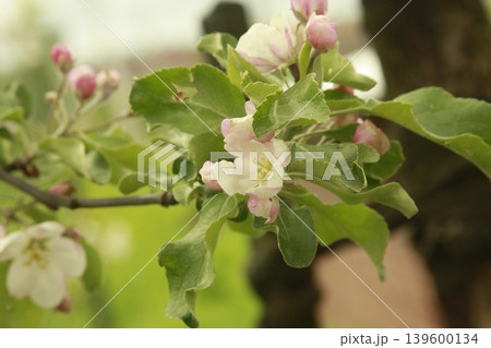 Flowering branch of apple tree Flowering branch of apple tree 139600134