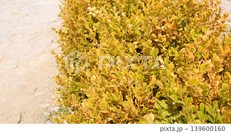Close-up of dried Buxus branches 139600160