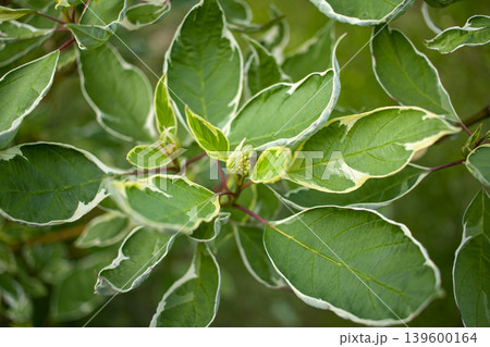 Cornus alba Ivory Halo (Tatarian Dogwood) - Gardenia Cornus alba Ivory Halo (Tatarian Dogwood) - Gardenia 139600164