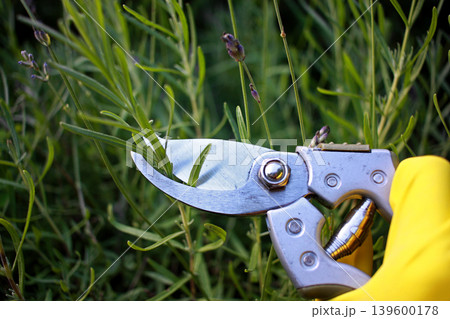 Gardening tool equipment. Single steel garden scissors on wooden background. 139600178