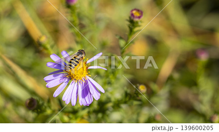 A bee on a flower of Erigeron speciosus. A variety of daisy, probably the Pink Pearl variety A bee on a flower of Erigeron speciosus. A variety of daisy, probably the Pink Pearl variety 139600205
