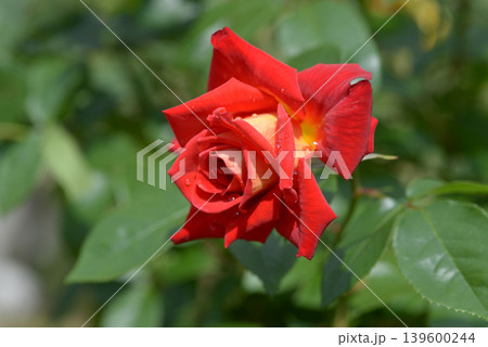 かがやき　バラの花 139600244