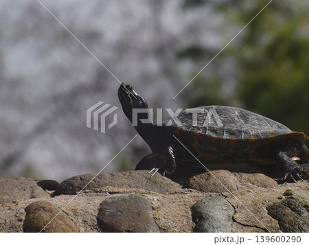 Close-up of a male Iberian pond turtle (Mauremys leprosa) basking on a rock. Close-up of a male Iberian pond turtle (Mauremys leprosa) basking on a rock. 139600290