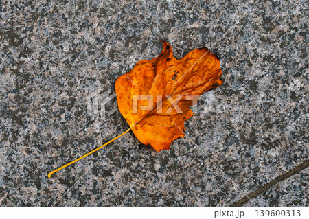 Tokyo, Japan - Oct 01 2024, Close-up view of a fallen tree leaf lying on the sidewalk, Tokyo, Japan Tokyo, Japan - Oct 01 2024, Close-up view of a fallen tree leaf lying on the sidewalk, Tokyo, Japan 139600313