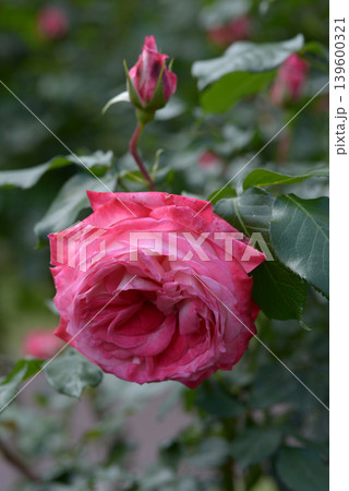 ジーン・バーナー バラの花 ジーン・バーナー バラの花 139600321