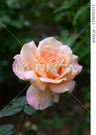 シルバ　バラの花 139600333