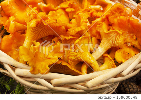 Chanterelle mushrooms macro photo. close-up Chanterelle mushrooms macro photo. close-up 139600349