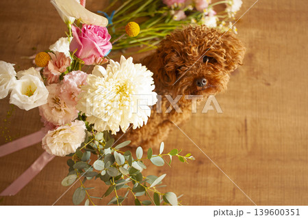 Cute little toy poodle or maltipoo puppy sitting on flowers background Cute little toy poodle or maltipoo puppy sitting on flowers background 139600351
