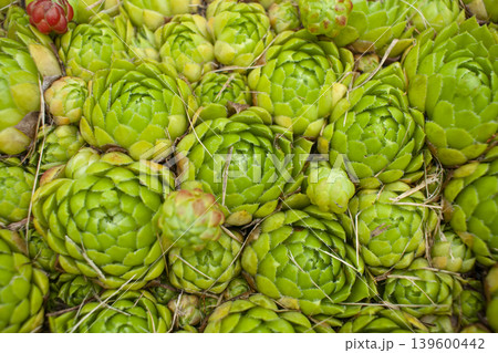 Green background from plants. Stone Rose. Sempervivum, Crassulaceae, Houseleek, Live Forever. Sempervivum succulent. Green background from plants. Stone Rose. Sempervivum, Crassulaceae, Houseleek, Live Forever. Sempervivum succulent. 139600442