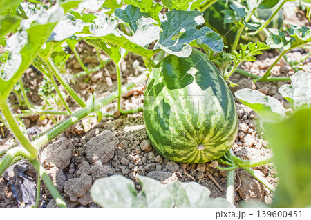 Watermelon fruit Plantation, Melon Field, Growing watermelons Watermelon fruit Plantation, Melon Field, Growing watermelons 139600451