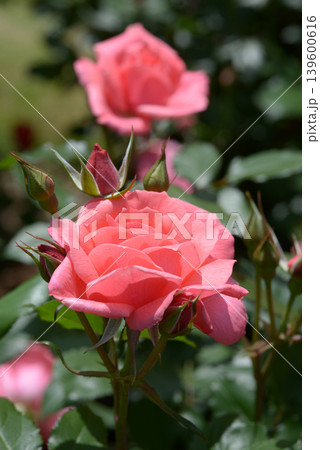 ペルニール・ポールセン　バラの花 139600616