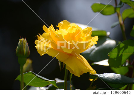 ヘンリー・フォンダ　バラの花 139600646
