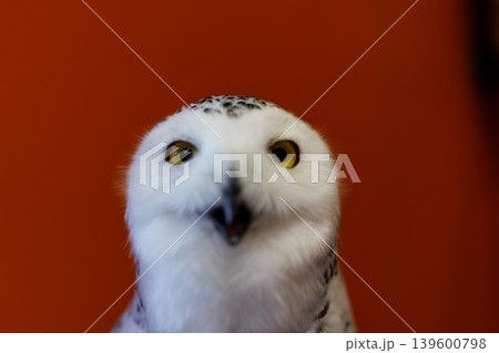 フクロウ 139600798