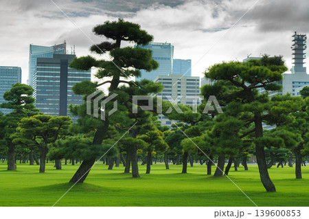 Tokyo, Japan - Oct 01 2024, panoramic view of a park with Japanese black pine trees and glass skyscrapers and a cloudy sky in the background, in the Chiyoda district, without people, Tokyo, Japan Tokyo, Japan - Oct 01 2024, panoramic view of a park with Japanese black pine trees and glass skyscrapers and a cloudy sky in the background, in the Chiyoda district, without people, Tokyo, Japan 139600853