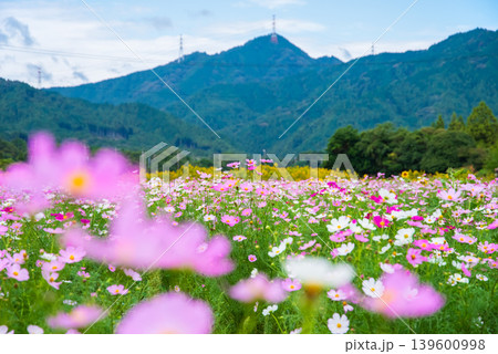 コスモス《三重県 亀山市 関町 JR関駅南側のコスモス畑》 コスモス《三重県 亀山市 関町 JR関駅南側のコスモス畑》 139600998