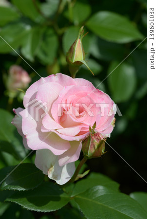 マチルダ バラの花 マチルダ バラの花 139601038
