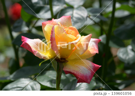 栄光　バラの花 139601056
