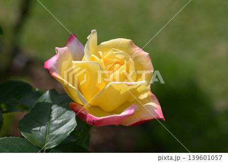 栄光　バラの花 139601057