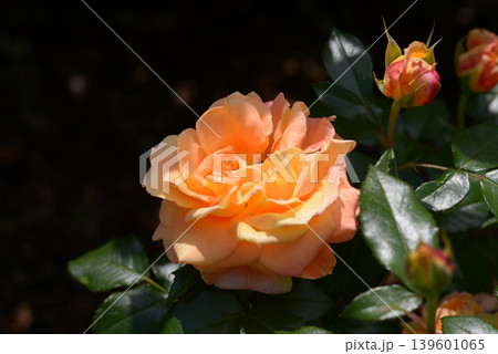 万葉　バラの花 139601065